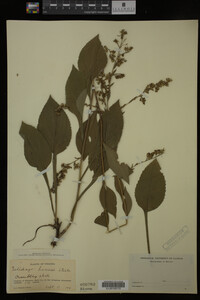 Image Associated With the Occurrence