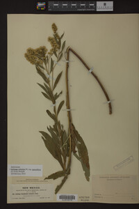 Image Associated With the Occurrence