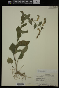 Media resource of Solidago auriculata