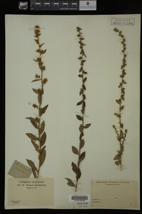 Solidago bicolor image