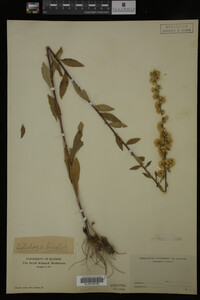 Solidago bicolor image