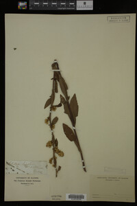Solidago bicolor image