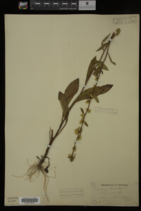 Solidago bicolor image
