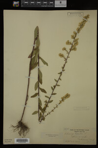 Solidago bicolor image