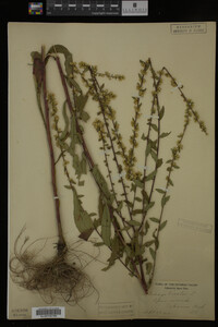 Solidago bicolor image