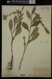 Solidago bicolor image