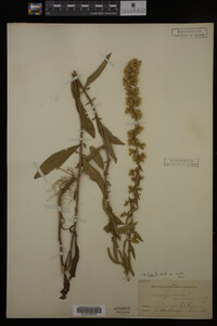 Solidago hispida image