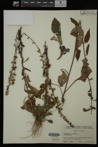 Solidago bicolor image