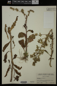 Solidago bicolor image