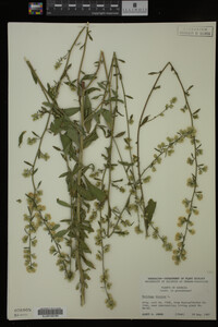 Solidago bicolor image