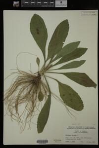 Solidago bicolor image