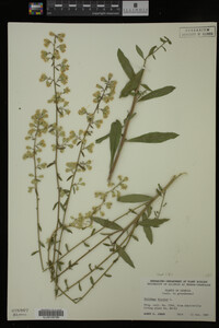 Solidago bicolor image