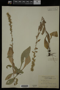 Solidago bicolor image