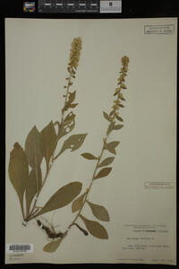 Solidago bicolor image