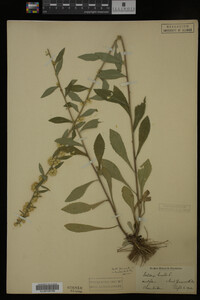 Solidago bicolor image