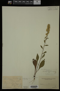 Solidago bicolor image