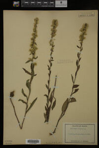 Solidago bicolor image