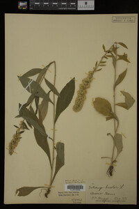 Solidago bicolor image