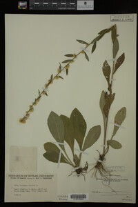 Solidago bicolor image
