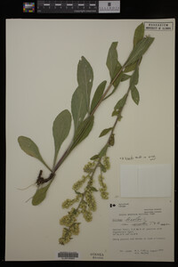 Solidago hispida image