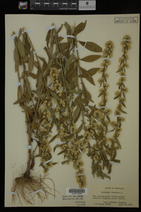 Solidago bicolor image