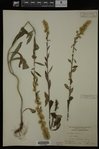 Solidago bicolor image