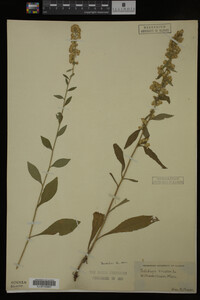 Solidago bicolor image