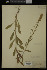Solidago bicolor image