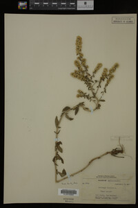 Solidago bicolor image