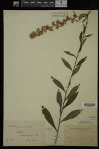 Solidago bicolor image