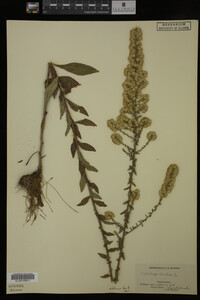 Solidago bicolor image