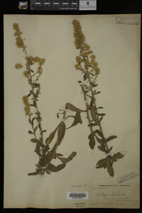 Media resource of Solidago bicolor