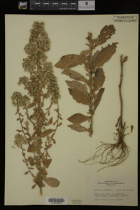 Solidago bicolor image