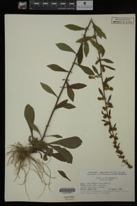Solidago bicolor image