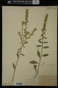 Solidago bicolor image