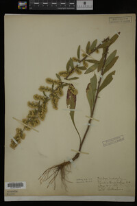 Solidago bicolor image