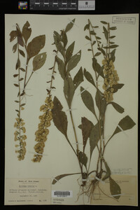 Solidago bicolor image