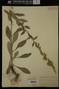 Solidago bicolor image