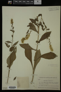 Solidago bicolor image