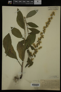 Solidago bicolor image