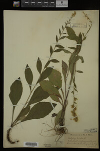 Solidago bicolor image