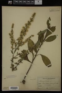 Solidago bicolor image