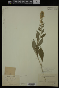 Solidago bicolor image