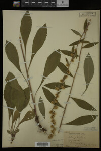 Solidago bicolor image