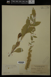 Solidago bicolor image