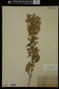 Solidago bicolor image