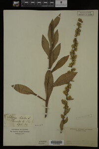 Solidago bicolor image