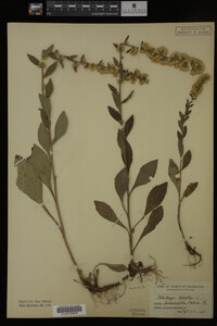 Solidago bicolor image