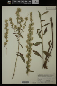 Solidago bicolor image
