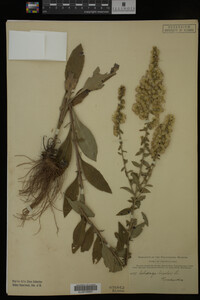 Solidago bicolor image